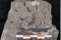 Foto (Detailansicht) von Dictyophyllum obtusilobum Sch. (NHMW-GEO-2024-0188-10504)
